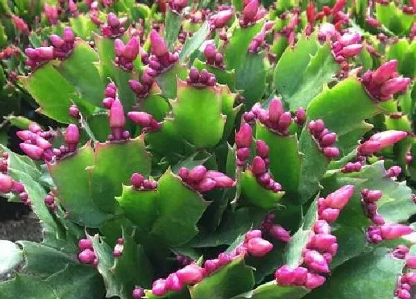 植物移栽|蟹爪兰怎么分盆移栽