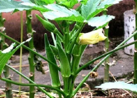 种植管理|秋葵种植方法和时间季节，秋葵种子高产栽培技术要点）