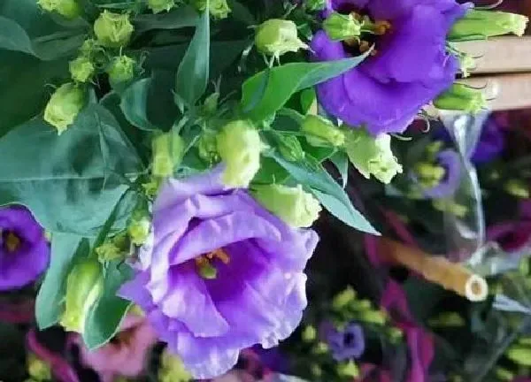 盆景|桔梗用多大的盆合适