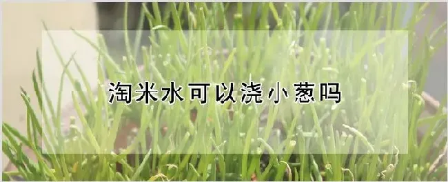 淘米水可以浇小葱吗 | 自然知识