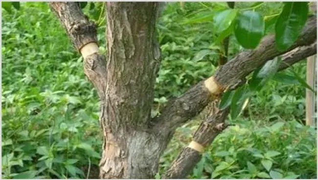 枣树环割时间和方法 | 种植资料