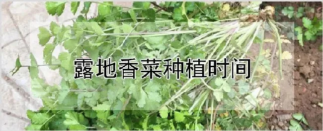 露地香菜种植时间 | 养殖技术