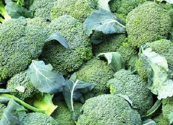 食用常识|西兰花什么季节吃最好