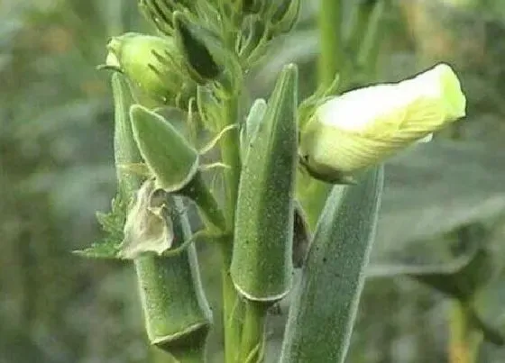 种植管理|秋葵种植方法和时间季节，秋葵种子高产栽培技术要点）