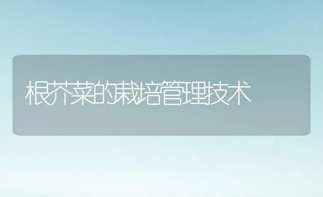 根芥菜的栽培管理技术 | 蔬菜种植