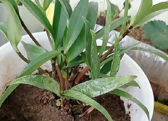种植长叶|石斛不长叶子怎么办
