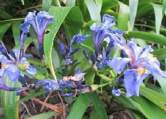 植物种类|野生兰花是国家保护植物吗