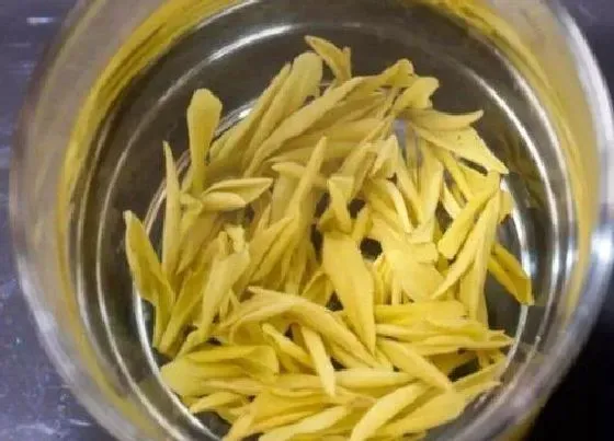 食用常识|黄金茶属于什么茶类  功效作用
