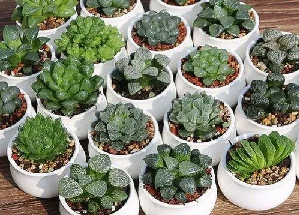 养殖方法|日月潭多肉植物怎么养才能养好