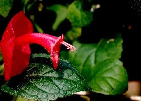 植物修剪|硬骨凌霄花怎么修剪方法