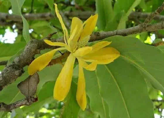 植物种类|香兰树是什么树种 长什么样子