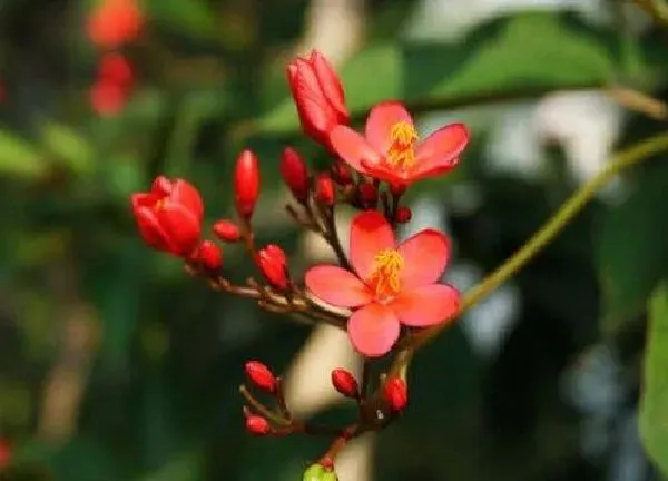 植物发芽|海棠什么时候发芽长叶