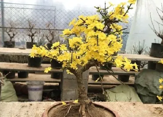 植物百科|冬季耐寒的室外花卉有哪些