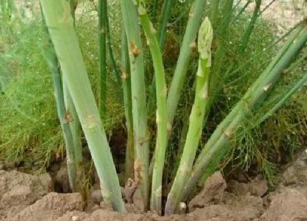 植物浇水|芦笋几天浇一次水最好