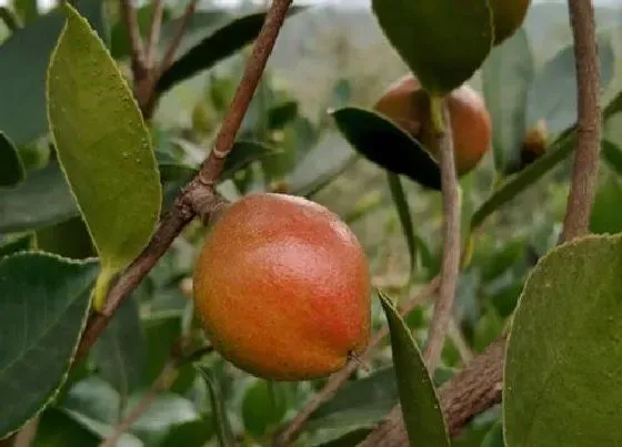 种植管理|茶花几年结果实