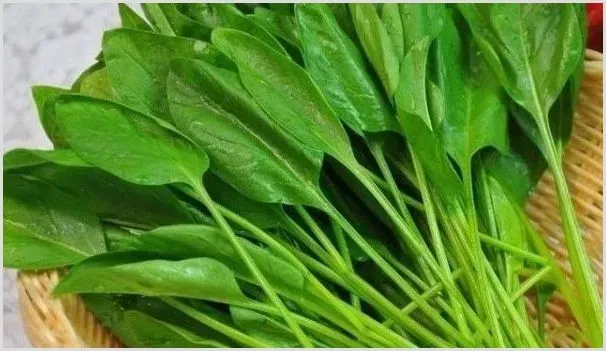 菠菜出苗后不长的原因 | 农业科普