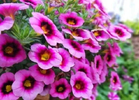 习性特点|牵牛花的样子和特点描写