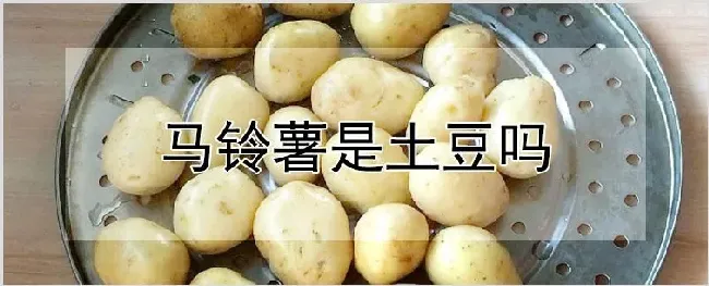 马铃薯是土豆吗 | 养殖技术