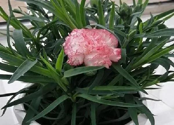 植物移栽|康乃馨什么时候换盆好