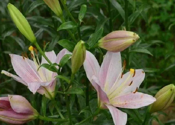 花朵|百合花花骨朵的样子 多久开花
