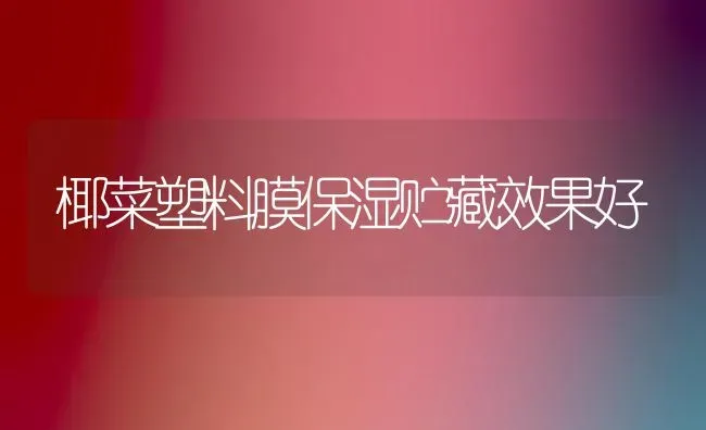 椰菜塑料膜保湿贮藏效果好 | 瓜果种植