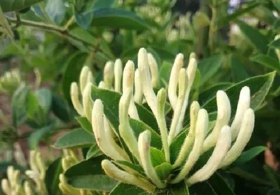 开花时间|北花一号一年开几次花 花期月份与时间