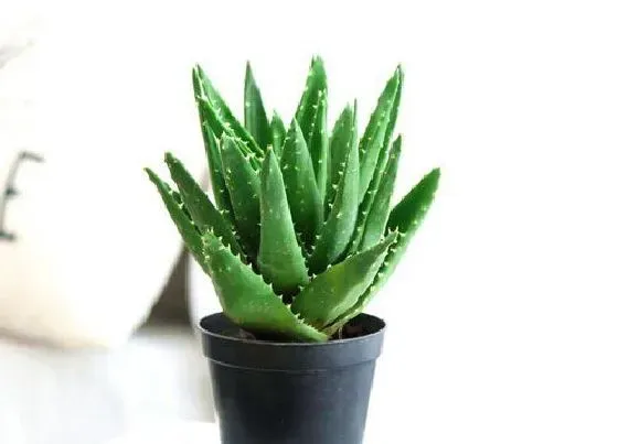 植物百科|养芦荟用什么花盆最好 用大盆栽好还是小盆栽好看