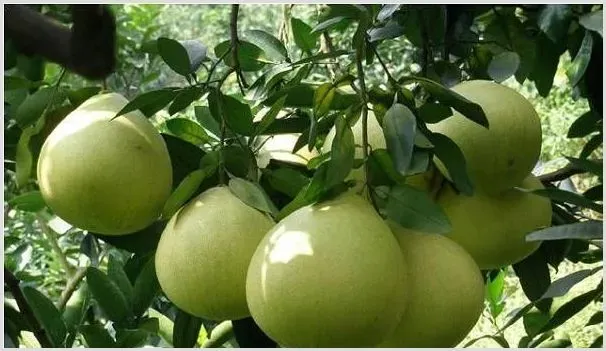 琯溪蜜柚的种植技术及管理要点 | 农业科普