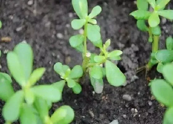 植物百科|马齿苋在农村叫什么