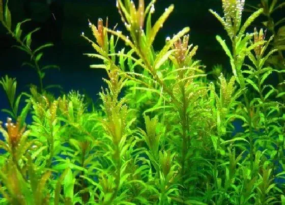 生长环境|水草的生长环境及生长地方条件
