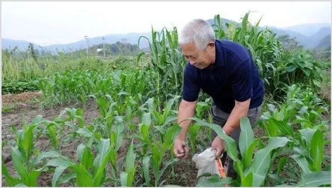 锌肥施用注意五大禁忌 | 种植施肥