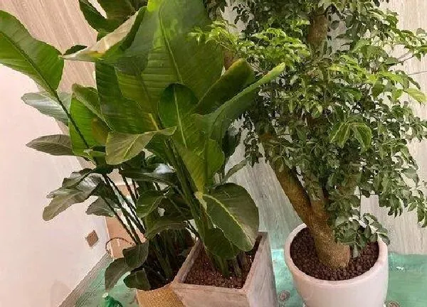 植物换土|滴水观音换土时间和方法