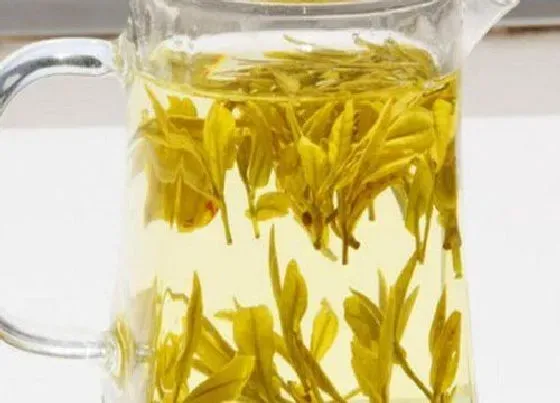 食用常识|黄金茶属于什么茶类  功效作用