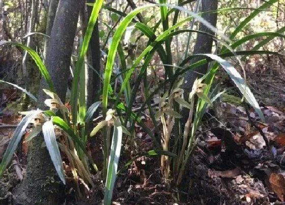 植物种类|野生兰花是国家保护植物吗