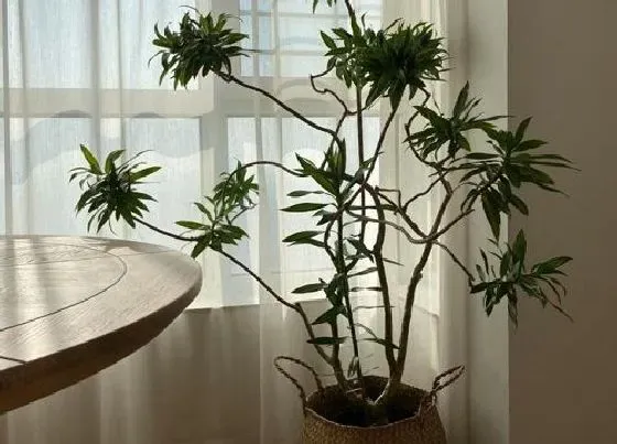 植物种类|阔叶绿植盆栽有哪些 室内常绿阔叶盆栽种类及图片