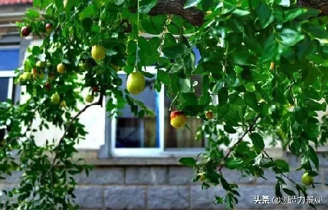 庭院摆放|自家院子里种什么树好（从风水的角度庭院里种什么树好）