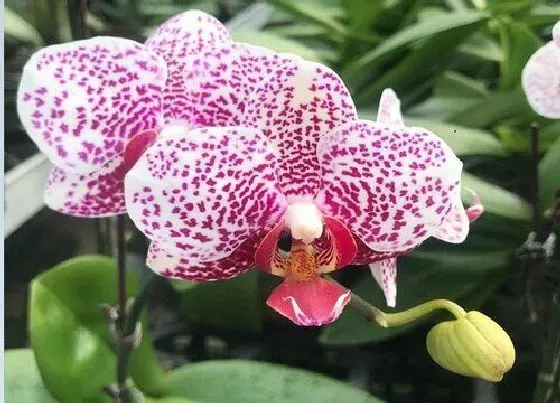 开花时间|蝴蝶兰什么时候长花苞