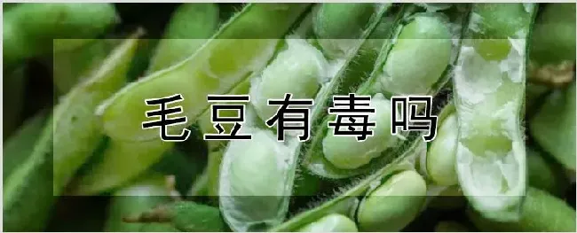 毛豆有毒吗 | 耕种资料