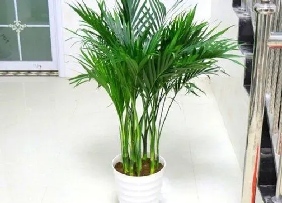 植物种类|最好看的竹子品种 观赏最漂亮的竹子是什么品种