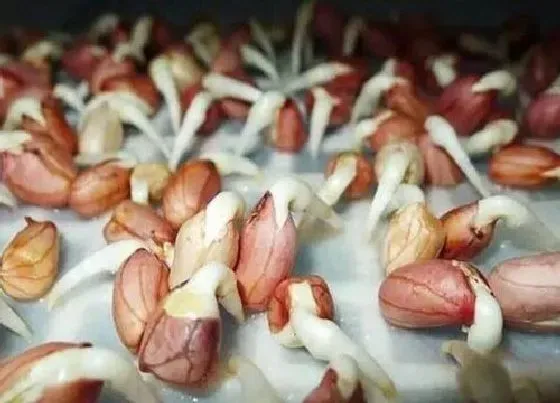 食用常识|新鲜的花生发芽了可以吃吗 新花生发芽后能食用吗