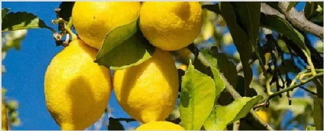 柠檬掉叶是怎么回事 | 耕种资料