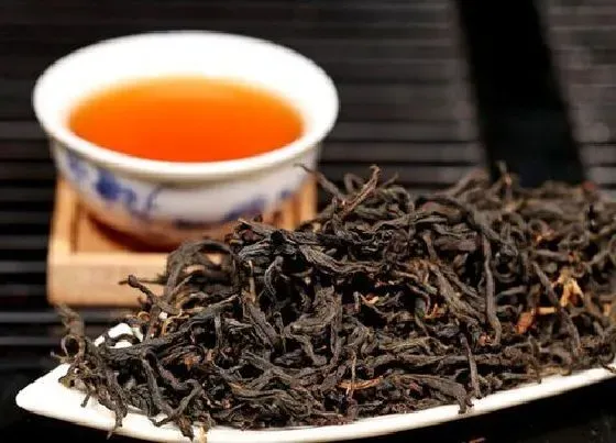 食用常识|滇红金芽属于什么茶