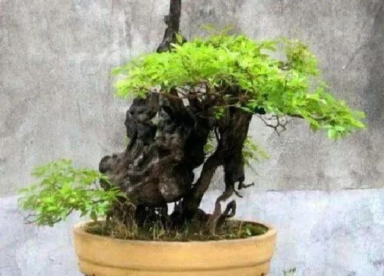 植物修剪|黄荆盆景怎么修剪方法