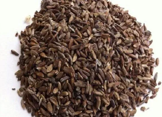 食用须知|白术种子可以吃吗
