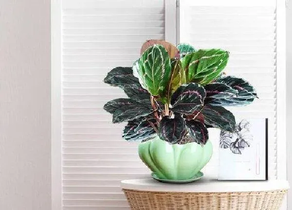 植物移栽|竹芋用深盆还是浅盆好