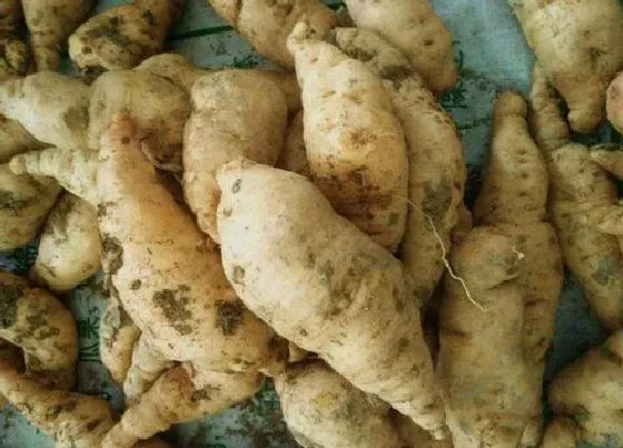 功效常识|地黄根的功效与作用