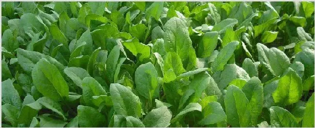 菠菜出苗后不长的原因 | 农业科普