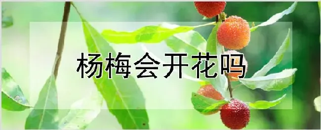 杨梅会开花吗 | 种植资料