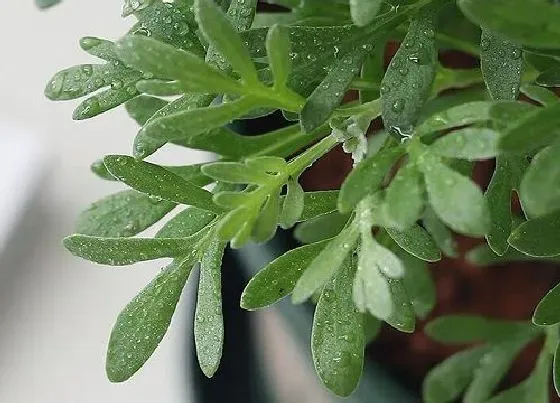 植物百科|艾蒿是什么植物类别