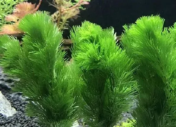 烂根|绿菊水草没根能活吗 有叶无根能栽活吗
